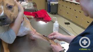 How to Do a Canine Cephalic Vein Blood Collection [upl. by Anidualc484]