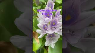 Water Hyacinth Flowers in your Aquarium or Pond [upl. by Lapham924]