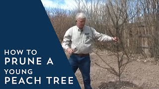 How to Prune Young Peach Trees [upl. by Palecek947]