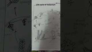 Life cycle of Adiantum  Maidenhair fern [upl. by Eneleh]