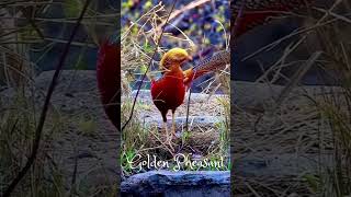 Golden Pheasant [upl. by Neenaj]