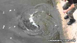 Chernobyl Mutations Fish in Pripyat River near Chernobyl Nuclear Power Plant [upl. by Enyawud796]