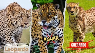 ¿CUÁL ES LA DIFERENCIA ENTRE LOS JAGUARES LOS LEOPARDOS Y LOS GUEPARDOS [upl. by Ailecec]