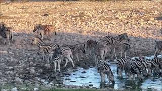 Etosha Waterhole [upl. by Assej]