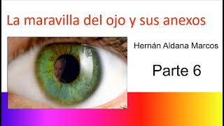 Histología del ojo Anexos oculares Parte 6 [upl. by Ahsemal]