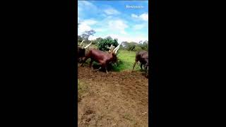 long horned cow  cattle  are only found in Uganda [upl. by Mommy]