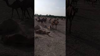 Camels lites animals camelcamelcamel shortvideo desert [upl. by Cort]