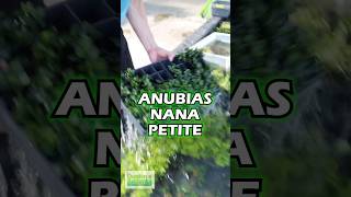 Check Out Our Best Selling Anubias Anubias Nana Petite Amazing Aquascaping Plant [upl. by Enyr]