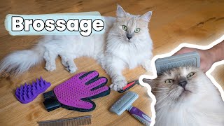 Je teste 6 brosses et peignes pour les chats à poil long  des conseils  Tutoriel amp Astuces [upl. by Isobel837]