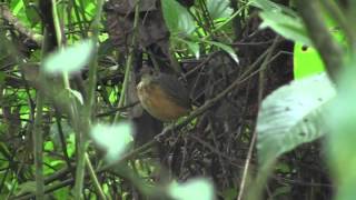 Thicket Antpitta [upl. by Leahci]