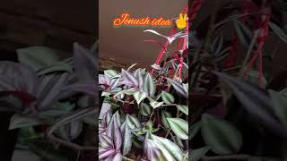 Wandering Jew💜Silver inch plantTradescantia zebrina Zebrina pendula🌿✌💚Hanging plant shorts [upl. by Acinna]