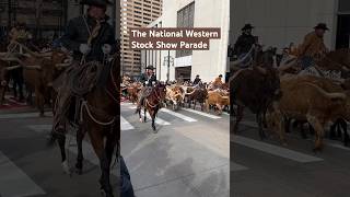 One of the coolest traditions in America — the National Western Stock Show Parade 🤠🐂 denver nwss [upl. by Annaerda983]