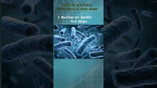 Types of bacteria on the basis of shape biology bio bacteria coccus bacillus exam shorts 1 [upl. by Veator]