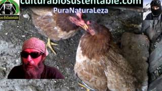 Aves de combate Dic 2016 gallinas peleando KelsoSweater [upl. by Justus]