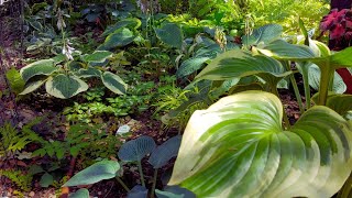 Hostas in Pots [upl. by Eimmit]