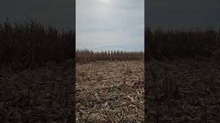 2024 3rd generation corn harvest Taking out corn on the ground our Dad and our Grandpa farmed [upl. by Sullecram]