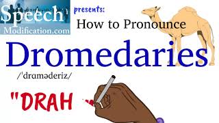 How to Pronounce Dromedaries [upl. by Tnecnev299]