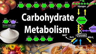 Carbohydrate Structure and Metabolism an Overview Animation [upl. by Acemat557]