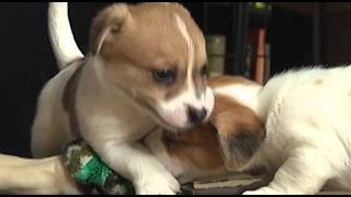 Some Fun with Irish Jack Russell Puppies [upl. by Derick500]