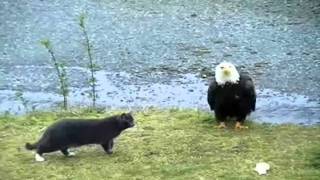 Hilarious Cat vs Eagle thoughts [upl. by Etteuqaj]