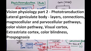 Special Senses  Physiology of Vision part 2 [upl. by Bergstrom]