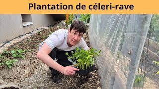 Plantation de célerirave [upl. by Midan70]