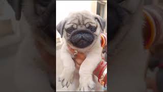 pug show quality male puppy available for sale location gurdaspur punjab 98725376394 [upl. by Sneed]