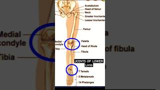 Joints of lower limb humananatomy skeleton radiographerusn [upl. by Unam835]