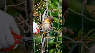 A rosefinch flits away liberated from netting—joyful flight shortsviral wildlife nature birds [upl. by Tiphanie]