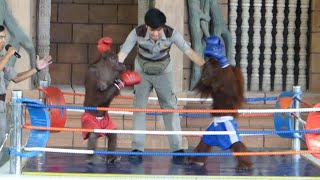 ORANGUTAN Monkey Show at Phnom Penh Safari zoo in CambodiaPhnom Penh [upl. by Eagle]