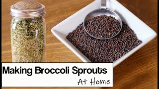 Broccoli Sprouts How to Grow Them at Home in a Jar [upl. by Acire]