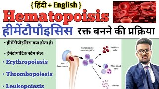 Hematopoiesis  Hematopoiesis In Hindi  Hematopoietic Stem Cell  Formation of BloodErythropoiesis [upl. by Mindi]