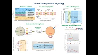 Neuron action potential physiology [upl. by Annuaerb189]