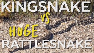 King Snake Vs MASSIVE Rattlesnake [upl. by Rekrap]