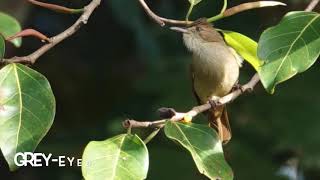 Birds of Vietnam [upl. by Alicea]