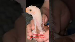 Aseel parrot beak long tail cock sale in Odisha home delivery available parrotbeak Odisha [upl. by Eladnwahs]