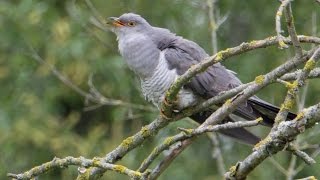 Call of the common cuckoo  Cuculus canorus  Kuckuck [upl. by Ennaillij50]