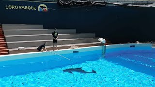 Dolphins echolocation research  Loro Parque Fundación [upl. by Koffman162]