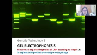 Chap 19 Part 3a Gel Electrophoresis and DNA Profiling  Cambridge ALevel 9700 Biology [upl. by Siseneg]