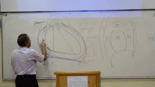 Anatomy  anatomy of the pericardium and heart  prof wagih  Part 1 [upl. by Rooker327]