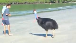 Cassowary at Cape Tribulation  Daintree PART 1 [upl. by Nevaed]