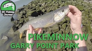 Pikeminnow Fishing  Garry Point Park [upl. by Eylsel248]