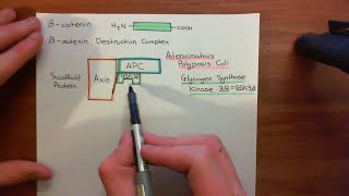 The Wnt  BetaCatenin Pathway Part 2 [upl. by Gans596]