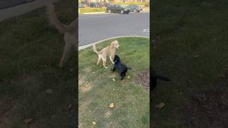 Tuckers got a Golden Girlfriend labrador puppy goldenretriever [upl. by Scot33]