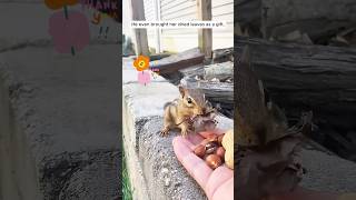 This woman rescued a chipmunk tangled up in garden netting shorts [upl. by Dihsar]