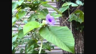 Hawaiian Baby Woodrose Flowering and Fruiting part two [upl. by Anestassia]