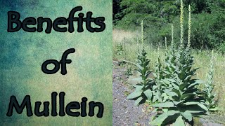 Health Benefits of Mullein [upl. by Novart]