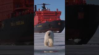 polar bear physics sciencefacts trending ytshortsvideo shortsviral [upl. by Dronel960]