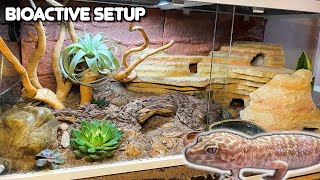 Our Best Leopard Gecko Bioactive Setup and How We Set it Up  Joshs Frogs Plants [upl. by Edme]