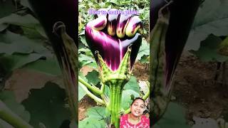 💠 Grafting any plant 👉how to grow rose plant at home ytshortsindia brinjal rose ytshorts yt 🌿✅ [upl. by Fidellia]